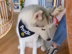 prado-Husky Go! 哈士奇体验馆·宠物咖啡厅狗咖