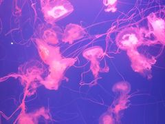 -多彩贵州城极地海洋世界