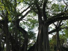 景点-瑞丽独树成林风景区