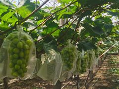 -马陆小张葡萄园农家乐