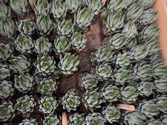 -海吉星国际农产品物流管理有限公司