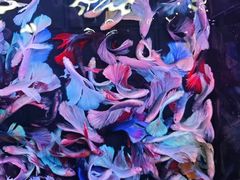 -中环花鸟鱼虫市场
