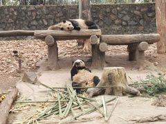 -都江堰中华大熊猫苑