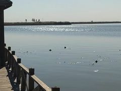 -哈素海