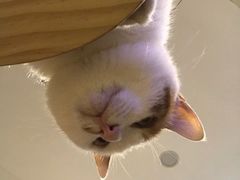 -平行世界·猫咖(首经贸店)
