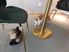-飞行喵MR PILOT|猫舍·猫咖(静安大融城店)