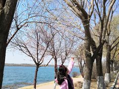 -丁香湖公园
