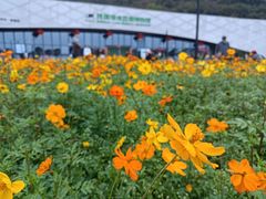 -野狸岛