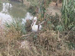 -长兴太湖图影湿地文化园