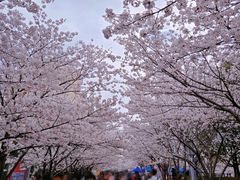 -高东镇樱花园