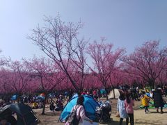 -秀丽东方