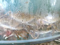 -仙螺岛海鲜自助餐厅(总店)