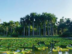 -中国科学院西双版纳热带植物园