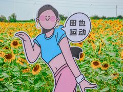 -杭州湾海上花田景区