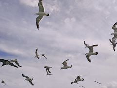 -海驴岛(荣成市)