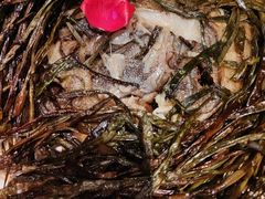 -老吉士(环贸iapm店)