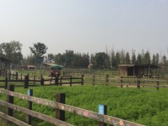-田园东方蜜桃村的田野营地