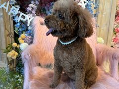 -百好乐宠物友好餐厅(朝外大街店)