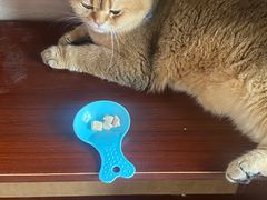 -蓝鲸·缅因猫舍