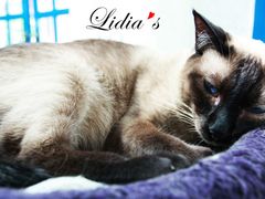 猫-Sirena海妖日咖夜酒