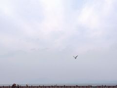 -洱海月湿地公园