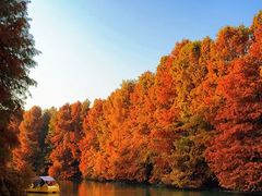 -上海海湾国家森林公园