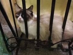 -猫色咖啡·猫咖