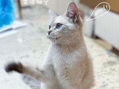 -中农国际动物医院24小时·猫科·骨科·急重症中心
