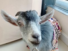 -怪兽屋·羊驼·猫咖·狗咖(俊华广场店)