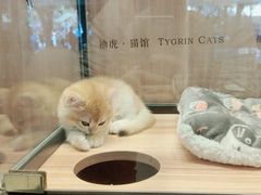 -袖虎·猫馆(体育西路店)