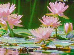 -陈家山荷花公园