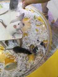 -神奇动物撸宠馆·羊驼·小浣熊·异宠(豫园店)