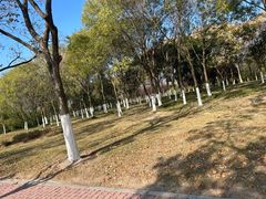 -九里湖国家湿地公园