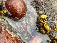 -西涌国际滨海旅游区