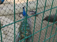 -武汉紫薇都市田园