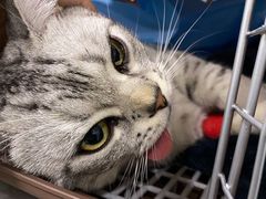 -纳吉亚猫专科动物医院·北北分院
