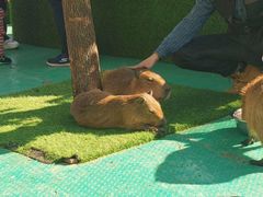 -七彩云南欢乐世界