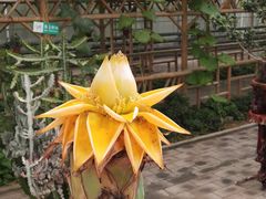 -呀路古热带植物园