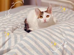 -纳吉亚猫专科动物诊疗中心(蒋宅口分院)