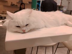 -飞行喵MR PILOT|猫舍·猫咖(静安大融城店)