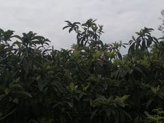 -桃源山庄·烤全羊·柴火鸡·烧烤团建(龙泉山店)