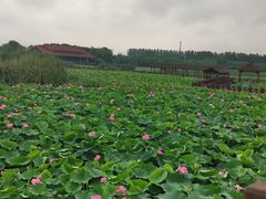 -荷塘月色湿地公园·向阳花洲