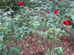 -人民公园(罗湖区)