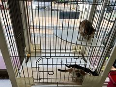 -瑞鹏宠物医院·骨科·猫科·内科(第一中心)