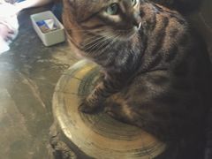 -猫猫幼稚园·撸猫·桌游·电玩