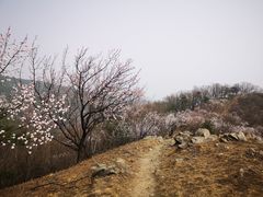 -北京鹫峰国家森林公园