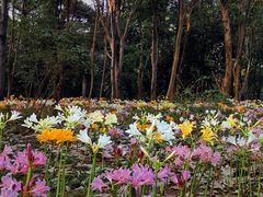 -杭州植物园
