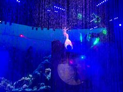 -芜湖新华联大白鲸海洋公园