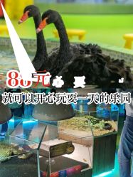 -七巧国萌宠乐园(龙湖天街店)