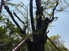 -上海佘山国家森林公园天马山园